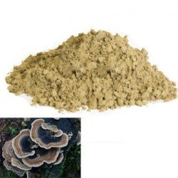 Trametes versicolor