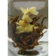 Fiori da tè